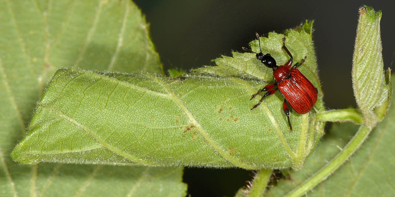 Attelabidae:  Apoderus coryli